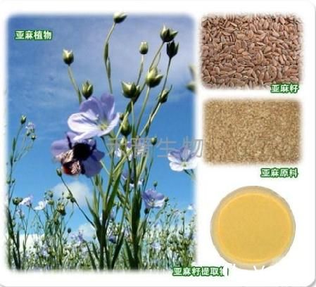 可以利用家用榨油機(jī)榨油的亞麻籽